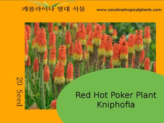 Red hot poker flower seeds